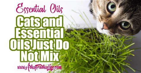 Warning! Essential Oil Diffusers Are Harmful To Cats · Artsy Fartsy Life