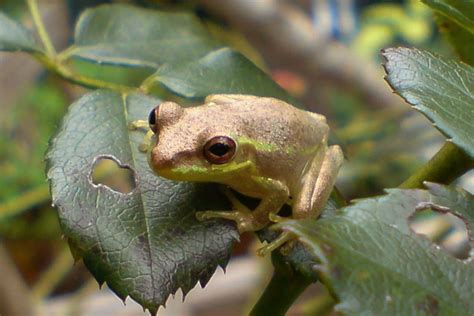 Cuban Tree Frog 101: The Invasive Amphibian of Florida