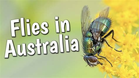 Flies in Australia - Aussie English