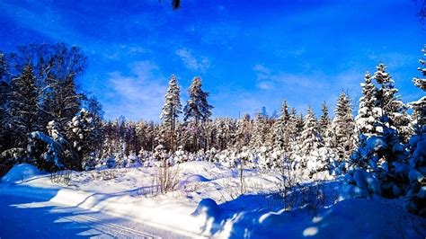 Free picture: blue sky, dark blue, forest, snow, forest road, winter ...