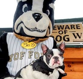 Blitz, the Boston Terrier Mascot