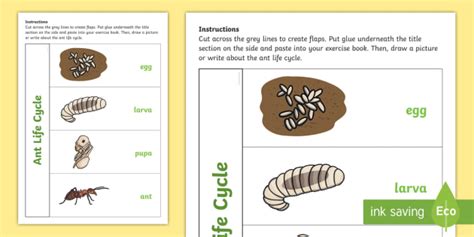 Ant Life Cycle Flapbook (Teacher-Made)