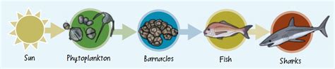 Marine Ecosystems Food Web
