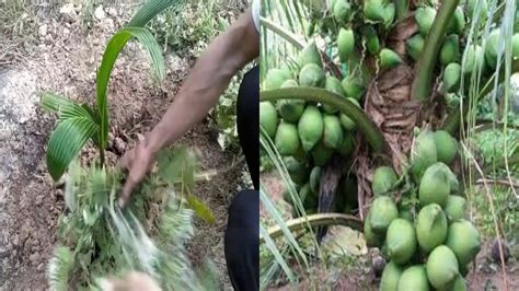 Method of growing coconut - YouTube