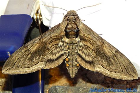 Lepidoptera-Sphingidae-Manduca quinquemaculatus-Five spotted Hawk Moth ...