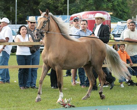 Paso Fino Horses | Oklahoma State University