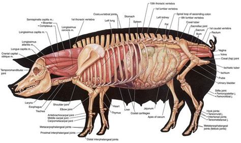 pig knee anatomy compared to human - b-reddy.org