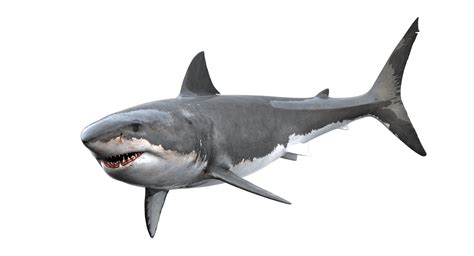 Baby Shark Png Images Transparent Free Download Transparent Image