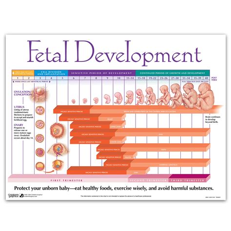 Weekly Fetal Development Chart | Childbirth Graphics