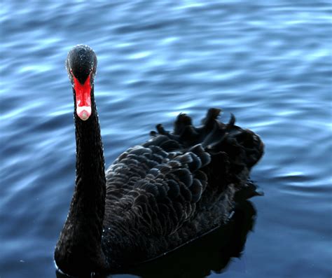 Understanding Black Swan Symbolism: Deep Meanings & Insights