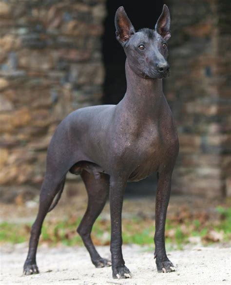 Pin de Ann Guerin en Dogs | Perros raros, Perros, Perros salvajes