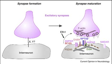 Figure 1 from Molecular diversity underlying cortical excitatory and ...