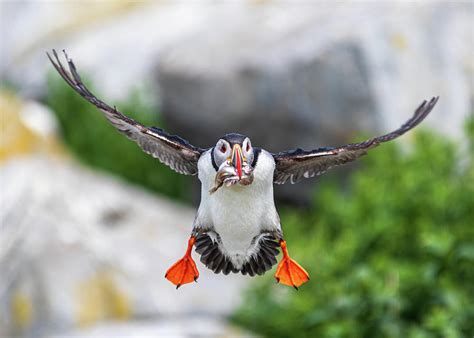 Puffin in Flight Photograph by Scene by Dewey - Fine Art America