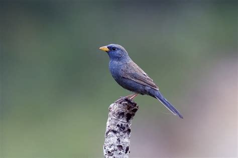 Blue Finch Facts, Pet Care, Temperament, Feeding, Pictures