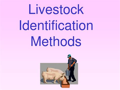 PPT - Livestock Identification Methods PowerPoint Presentation, free download - ID:35722