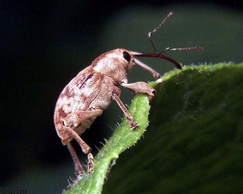 Acorn Weevil - Curculio sp. - North American Insects & Spiders