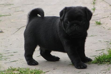 Cute Black Pug Puppy | Black pug puppies, Pug puppies, Pug love