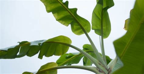 Banana Leaves: Benefits, Uses & Cultural Information - Gardeners' Magazine