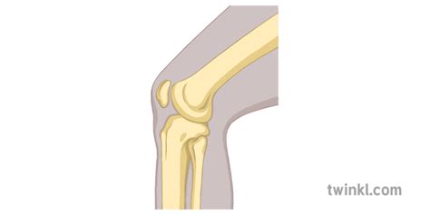 Hinge Joint Knee Bone Diagram Science Secondary Illustration - Twinkl