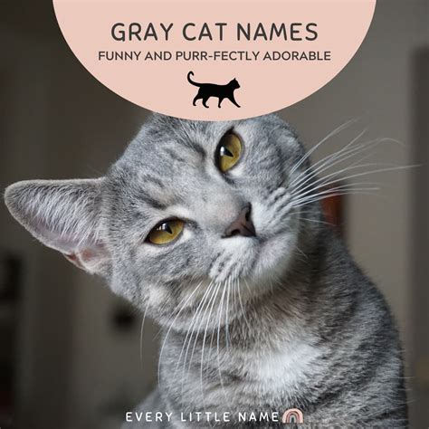 320+ Gray Cat Names (Funny and Purr-fectly Adorable) - Every Little Name