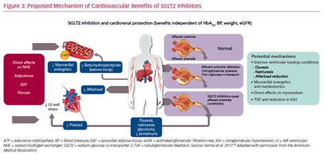 Proposed Mechanism of Cardiovascular Benefits | Radcliffe Vascular