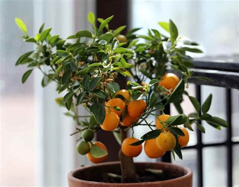 All About Growing Indoor Orange Trees - Minneopa Orchards