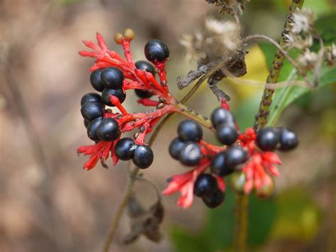 Chandra (Bengali: চন্দ্র) | Apocynaceae (dogbane, or oleande… | Flickr