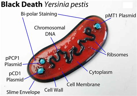 Yersinia Pestis Bacteria Transmission, Symptoms, Diagnosis, 56% OFF