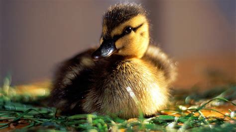 Cute Baby Animal Wallpapers Free Download