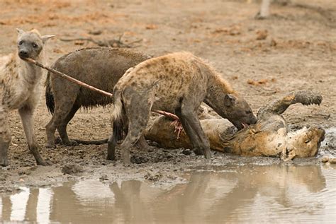 hyenas eat a lion in 2022 | Lions photos, Hyena, Animals