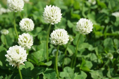 All About White Clover - Minneopa Orchards