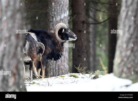 Mountain sheep, horn-rimmed bearers, horns, muzzle spot, Mufflon, Mufflons, Mufflons in the ...