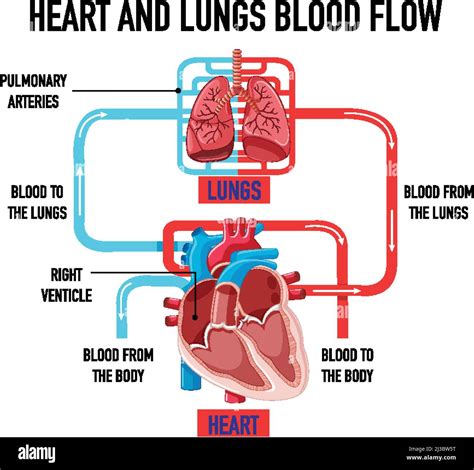 Diagram showing heart and lungs blood flow illustration Stock Vector Image & Art - Alamy