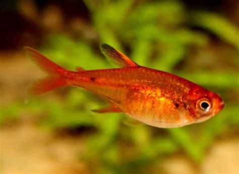 17 Emperor Tetra Tank Mates For Your Beautiful Tank