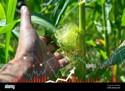 Corn growing chart, on a green background. Agriculture, growth, ecology ...