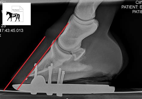 Laminitis-A Pictorial Review