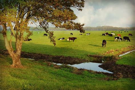 HD wallpaper: countryside, rural, cattle, pasture, tree, ditch ...