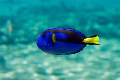 Blue Tang Fish (Paracanthurus Hepatus) Care Guide with pictures