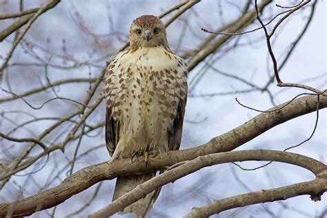 Which hawk? - Help Me Identify a North American Bird - Whatbird Community