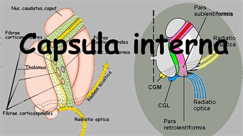 Capsula İnterna Anatomisi (Örnek Soru Çözümlü) - YouTube