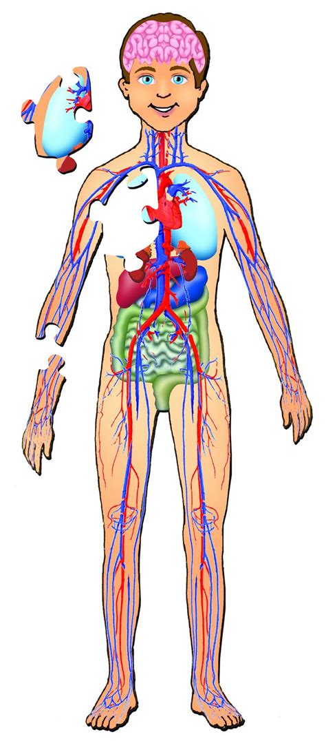 6 Organs In Torso Diagram / Building Beauty: TERRA FIRMA : Your body ...