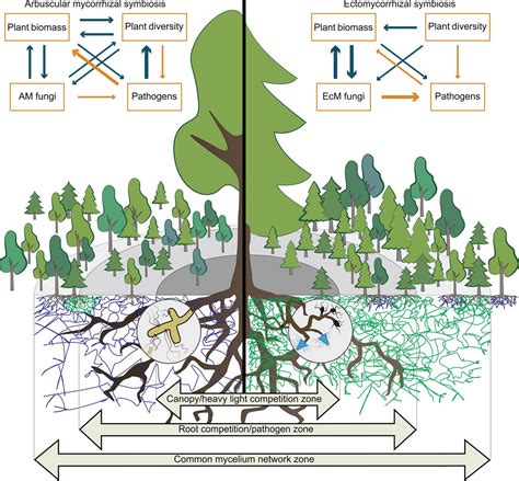 Mycorrhizal Symbiosis