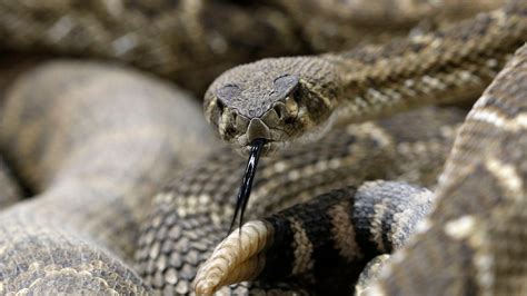 Watch: North Texas rancher uncovers dozens of rattlesnakes nestled ...