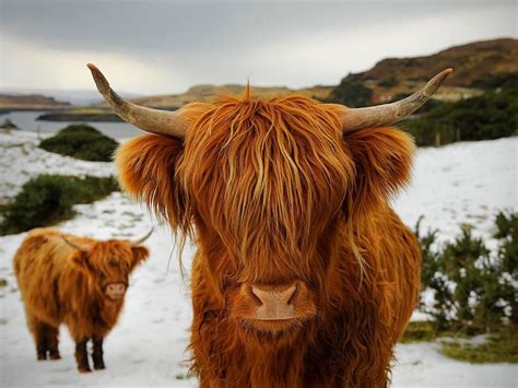 Highland cattle, or Bos Taurus, are among the most recognisable species ...