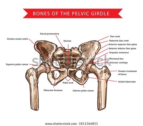 Iliac Crest Photos and Images & Pictures | Shutterstock