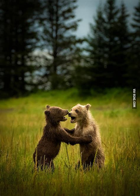 Dancing Bears - 9GAG