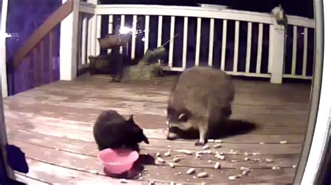 Raccoon Vs Black Cat - YouTube