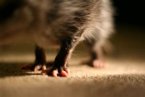 Possum feet | Flickr - Photo Sharing!