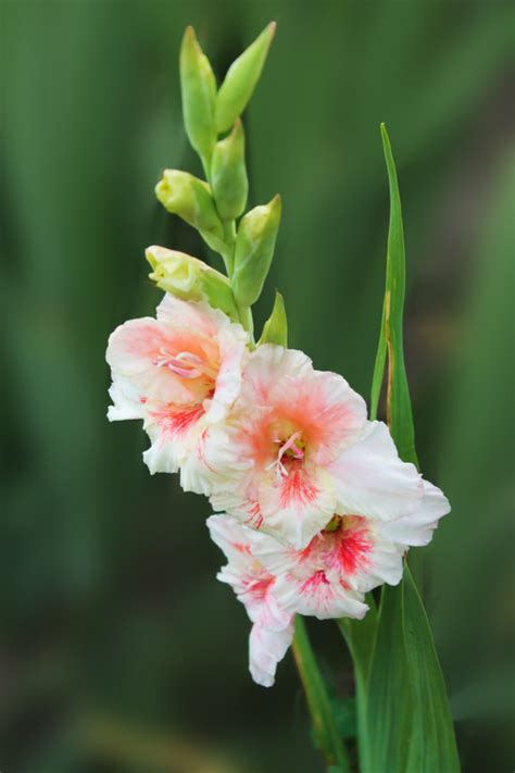 How To Grow Gladiolus - Add Massive Flowering Blooms To Flowerbeds! (2022)