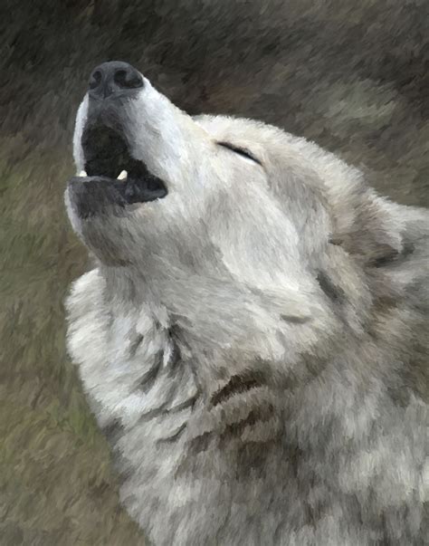 Singing Wolf | Wild wolf, Wolf stuff, Wolf life